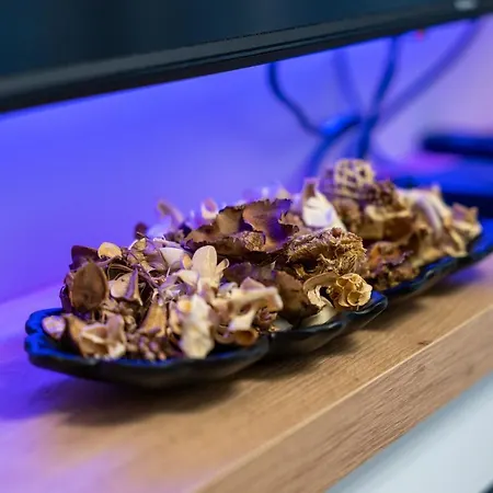 Διαμέρισμα Calina *